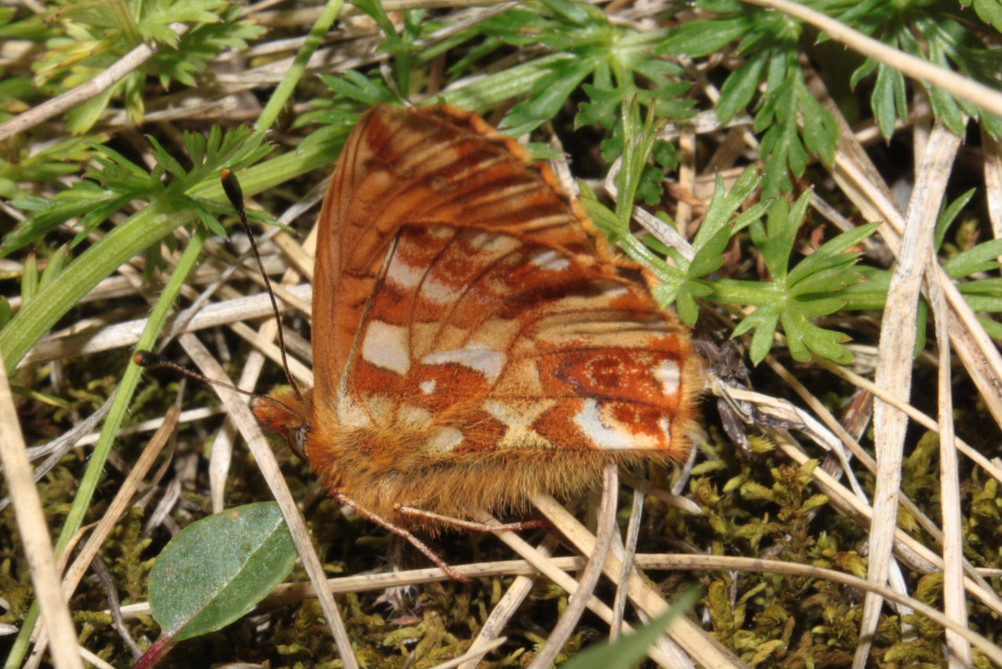 Nymphalidae ??